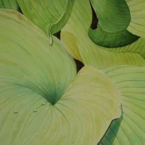 Hostas