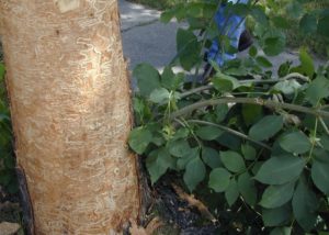 Photo d'un arbre infecté par l'agrile du frêne