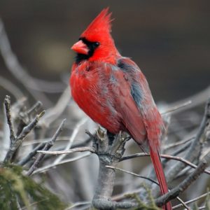 Cardinal rouge