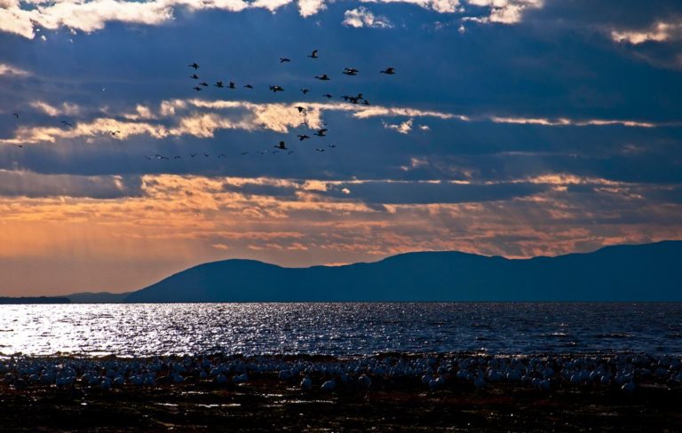 Les oiseaux