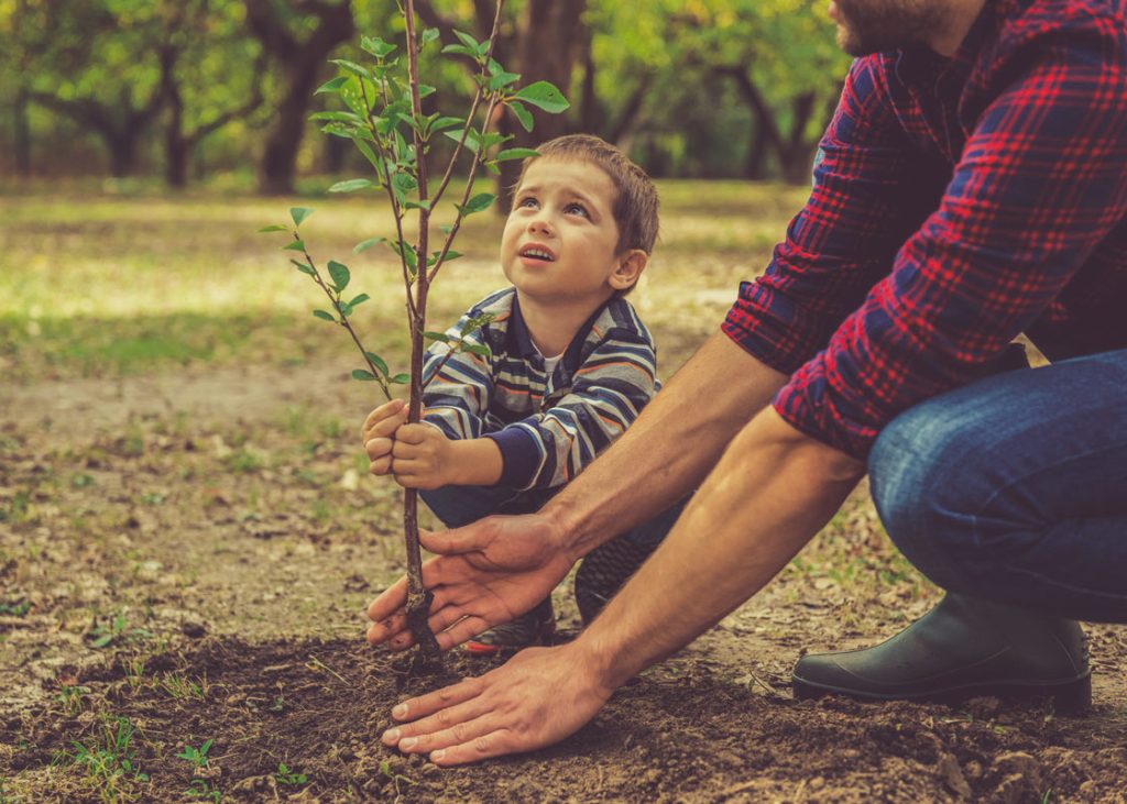 Les avantages de planter des arbres et arbustes sur votre propriété !